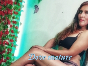 Dove_mature